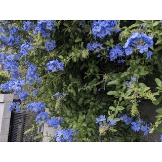 暑さに負けず次々と青い花を咲かせる　☘　ルリマツリ　☘　プルンバーゴ　苗(その他)