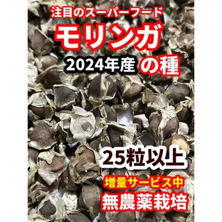 モリンガの種【25粒】栽培期間中　農薬不使用の種(その他)