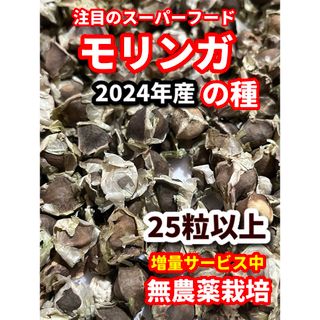 モリンガの種【25粒】栽培期間中　農薬不使用の種(その他)