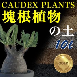 塊根植物の土Gold10㍑培養土　パキポディウム・アデニウム等　グラキリス(その他)