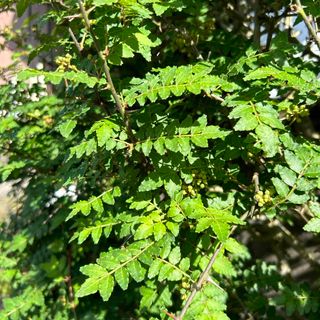 山椒の葉　100枚