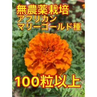 大サービス、アフリカンマリーゴールド，種♡１００種以上(その他)