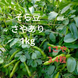 [期間限定販売]そら豆　さやあり　1kg(野菜)