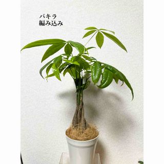 編み込みパキラ　観葉植物　土植え　残り一点のみです(ドライフラワー)