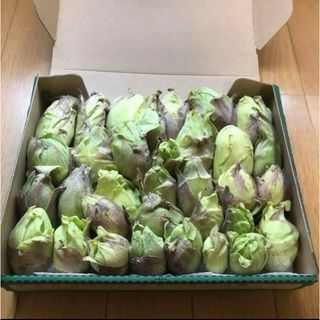 ふきのとう　500グラム(野菜)