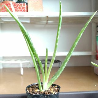 多肉植物   アロエベラ(小苗)(その他)