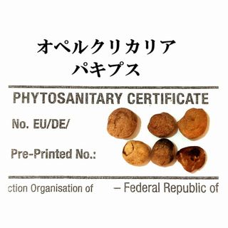 11月入荷 20粒 オペルクリカリアパキプス 種子 種(その他)