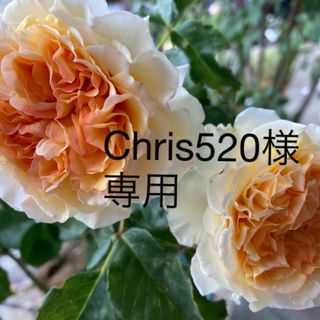 バラ苗　Chris520様専用(その他)