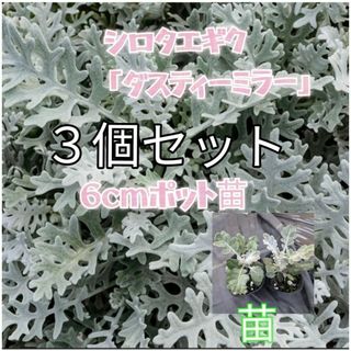 白妙菊「ダスティーミラー」6cmポット苗３個セット 寄せ植えやドライフラワーに(プランター)