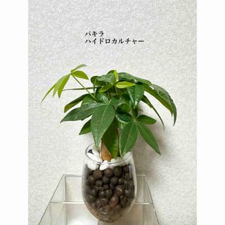 パキラ　ハイドロカルチャー　観葉植物(ドライフラワー)