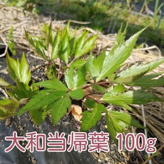 【貴重】大和当帰　生葉　100g