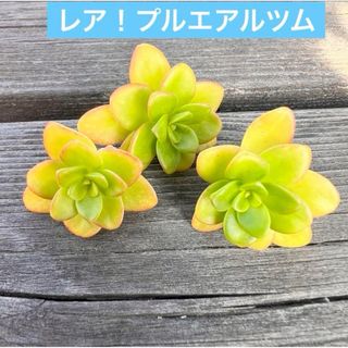 レア！プルエアルツムカット苗小3個多肉植物(その他)