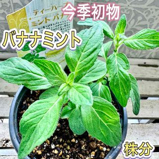 バナナミント　株分　苗　しっかり　日陰でもOK　ハーブ　有機栽培　お菓子に使用(その他)