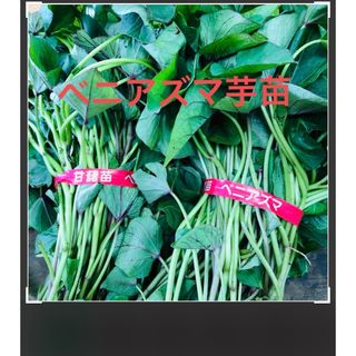 ベニあずま芋苗30本(野菜)