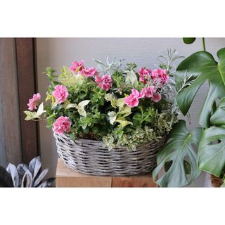 【オーダー品】ストロベリーフラメンコの寄せ植え(その他)