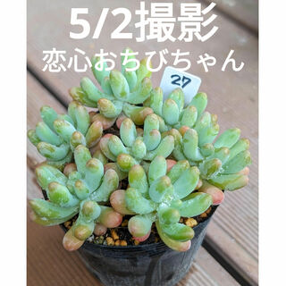 27♥恋心おちびちゃん♥　抜き苗　多肉植物(ドライフラワー)
