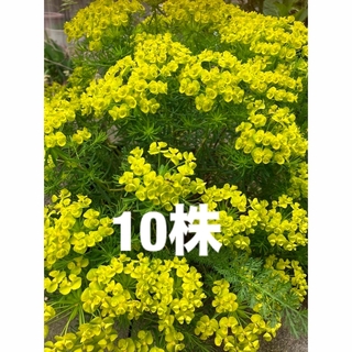 ユーフォルビア  キパリッシアス『10株』宿根草(その他)