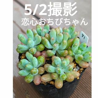 71♥恋心おちびちゃん♥　抜き苗　多肉植物(ドライフラワー)