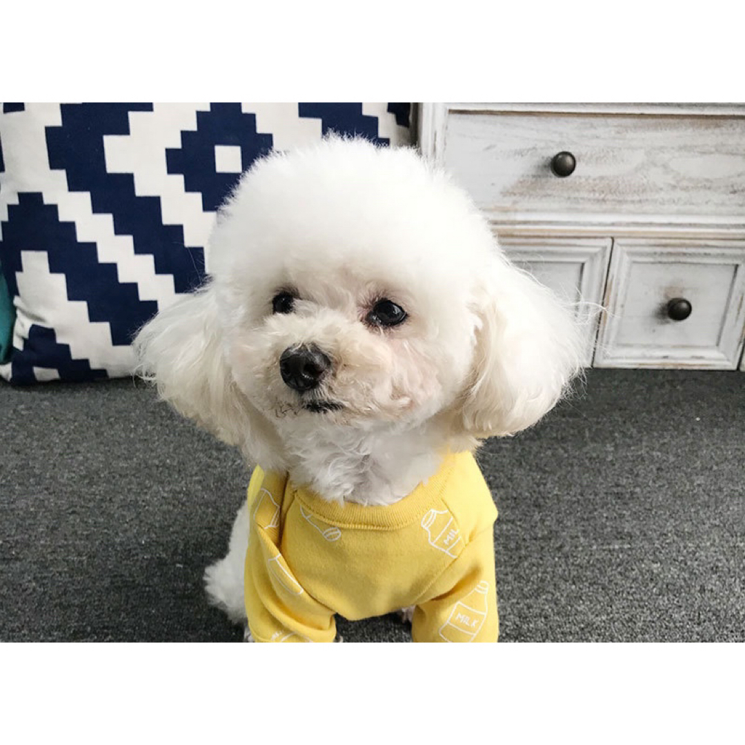 犬服　犬　服　ドッグウェア　Tシャツ　ペット　イエロー　ミルク　M その他のペット用品(犬)の商品写真