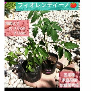 フィオレンティーノトマト🍅限定🍅苗２ポット(野菜)