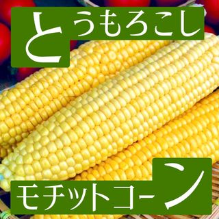 国産❤︎無農薬タネ とうもろこし 家庭菜園 食育 野菜 固定種 国内採取 育成(野菜)