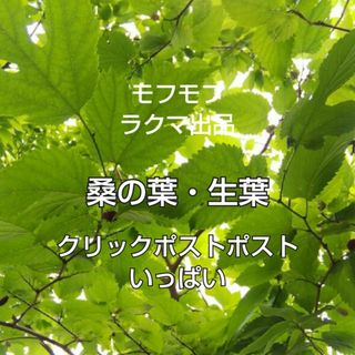 桑の葉 生葉 クリックポストいっぱい ②(健康茶)