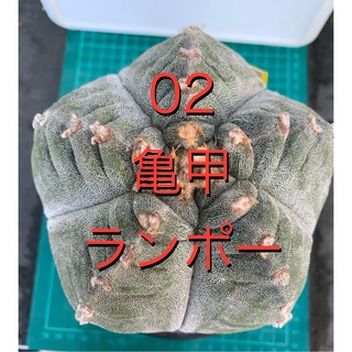 02 亀甲ランポー　袖台付　鉢付　アストロフィツム(プランター)