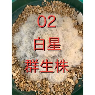 02 白星　群生株　抜き苗　Mammillaria plumosa(その他)