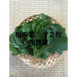 柏の葉 柏餅 無農薬　１２枚　メルカリ便(野菜)