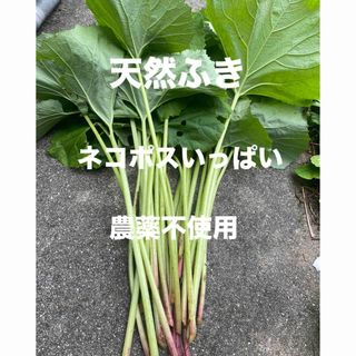 天然ふき　農薬不使用　ネコポス発送(野菜)