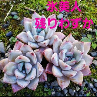 残りわずか❤︎氷美人 多肉植物 カット苗 1つ(その他)