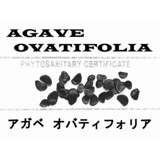 10月入荷 100粒 アガベ オバティフォリア 種子 種 ovatifolia(その他)