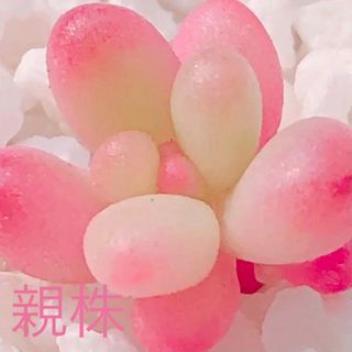 19 多肉植物　オーロラ　美斑　葉挿し♡