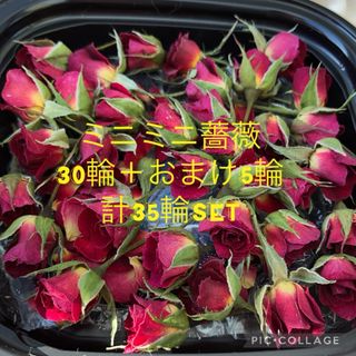 大容量！大特価！ミニミニ薔薇 30輪セット+おまけ5輪付き(ドライフラワー)