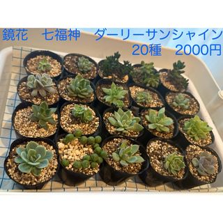 多肉セット　多肉植物　多肉寄せ植え　鏡花(その他)