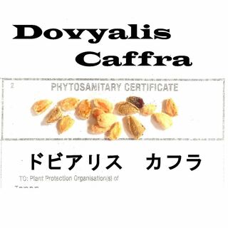 9月入荷 20粒+ ケイアップル  ドビアリス カフラ  種子 種 証明書あり(その他)