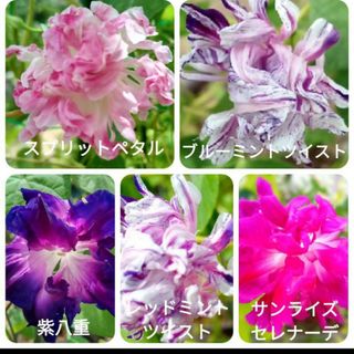 花の種　朝顔の種　八重咲き西洋朝MIXの種(プランター)