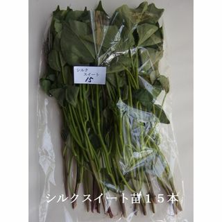 ◆茨城産◆【シルクスイート苗】15本以上入れます★さつまいも苗★《農家直送》★ (野菜)