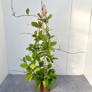 ホヤ　フンギー【現品】観葉植物(その他)