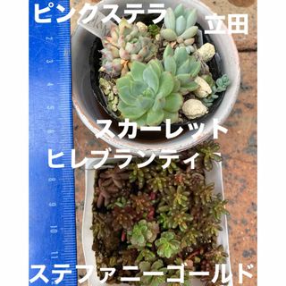 多肉植物　ピンクステラ　立田　スカーレット(その他)