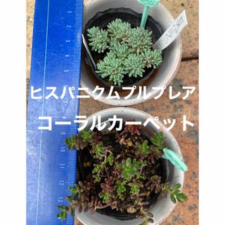 多肉植物　コーラルカーペット　ヒスパニクムプルプレア(その他)