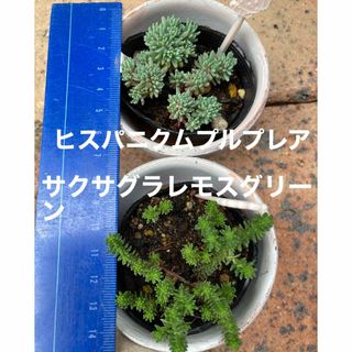 多肉植物　ヒスパニクムプルプレア　サクサグラレモスグリーン(その他)