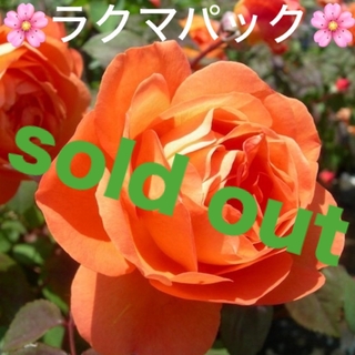 🌸sold out🌸《バラ苗　レディエマハミルトン　四季咲き　強香✨》(その他)