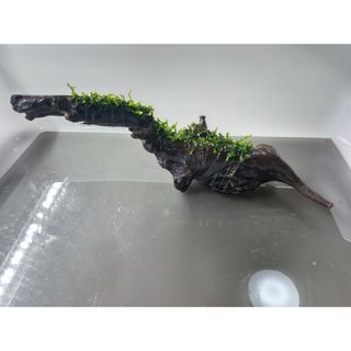 ADA ウィローモス行く　水草付き流木　黒溶岩石5個(中粒)　おまけ付き(アクアリウム)