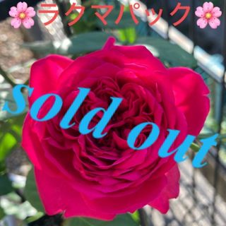 🌸sold out🌸《バラ苗　ルージュピエールドゥロンサール　四季咲き》(その他)