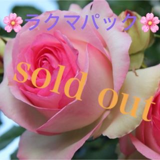 🌸sold out🌸《バラ苗　ピエールドゥロンサール》⭐︎ラクマパック⭐︎(その他)