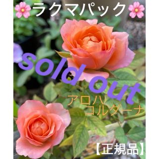 🌸sold out🌸《ミニバラ苗　アロハ コルダーナ　開花♪　四季咲き》(その他)