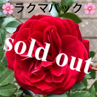 🌸sold out🌸《バラ苗　トゥルーブルーム レッドキャプテン　四季咲き》(その他)