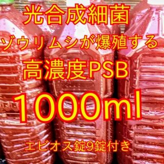 ゾウリムシ爆殖します★高濃度光合成細菌PSB1000ml★生クロレラも出品中!(アクアリウム)