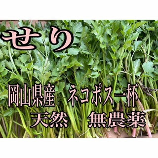 岡山県産　せり　天然　無農薬　ネコポス箱一杯　山菜　野菜　緑　自然植物　食材(野菜)